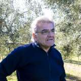 Il 70enne Giuseppe, indaffarato nella raccolta delle olive